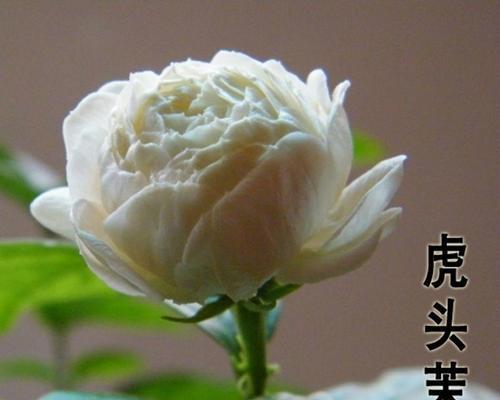 虎头茉莉开不开花？（一起探究虎头茉莉的开花习惯和注意事项。）