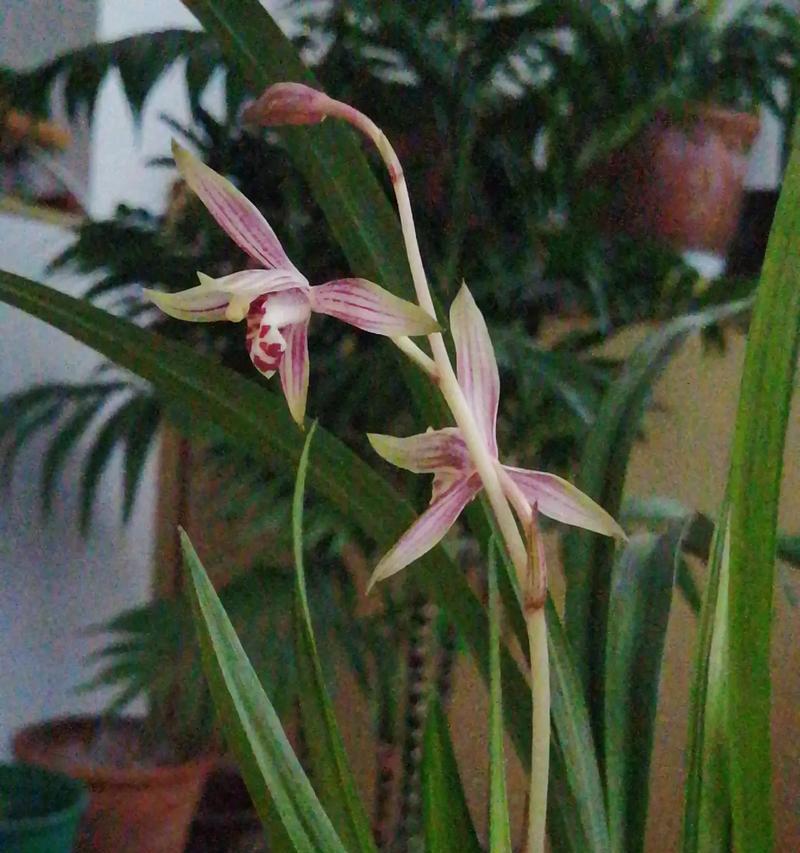 兰花开花周期详解（了解兰花的生长与开花，从这里开始）