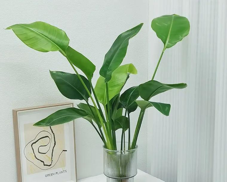 鹤望兰的种植与养护（打造美丽的鹤望兰花园，土壤是关键）