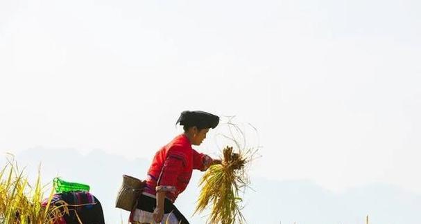 一季稻谷的收割时间及注意事项（掌握这些技巧，一季稻谷高产无忧！）