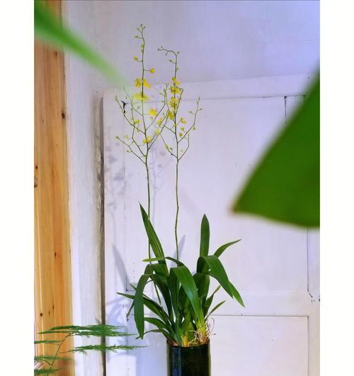 适合水培的花卉推荐（选择适合水培的花卉，打造美丽空间）
