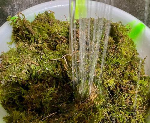 如何处理蝴蝶兰花谢后的养护方法（解读蝴蝶兰花谢后的正确处理方式）