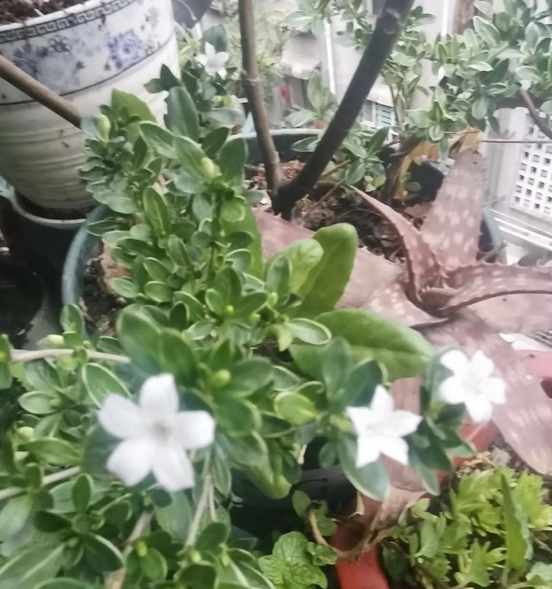 六月雪能开花吗？（探秘六月雪的开花奥秘。）