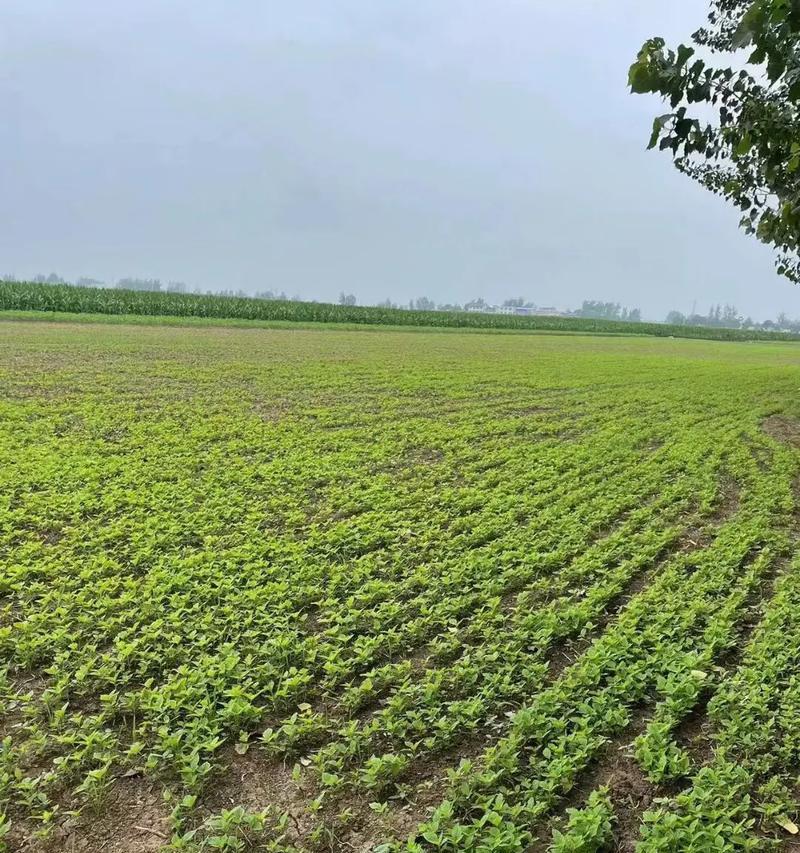板蓝根种植时间和方法（选择最佳种植季节，打造健康生长环境，助力高产收获）