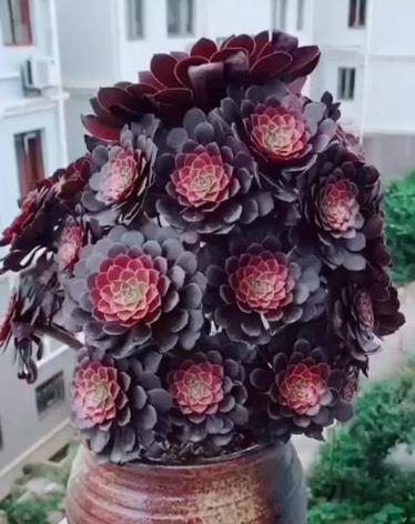 蓝石莲的种植方法（从选土到配肥，教你打造适合蓝石莲的种植环境）