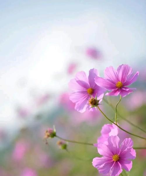 格桑花开放的奇妙之旅（探索格桑花的开花秘密——一年开几次花？）