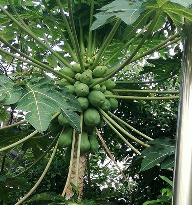 木瓜树能否结果？（探究木瓜树结果的因素与技巧）