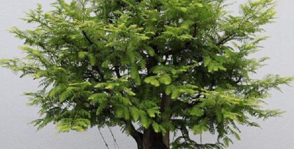 如何用适宜的土壤种植水杉（选择正确的土壤种植水杉，打造优美的景观）