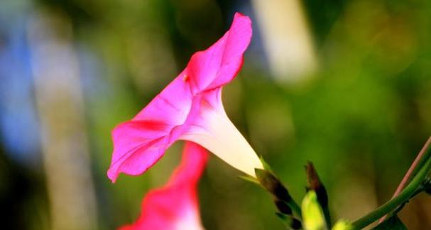 牵牛花的生长环境及生长地方条件（探寻牵牛花喜爱的生长条件）