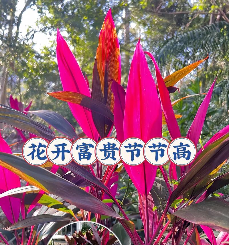 家里养紫竹，风水宝地（观察紫竹给家庭带来的好处）