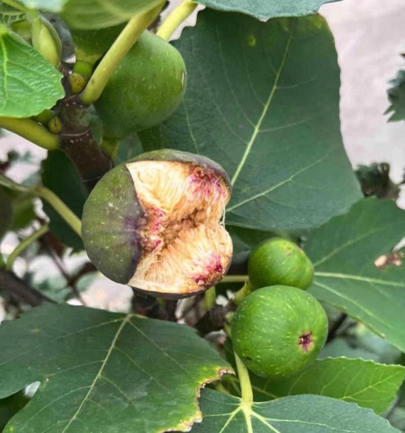 如何判断无花果是否熟透？（看色泽、嗅气味、摸质地是关键）