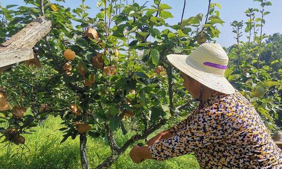 梨子成熟采摘时间（不同梨种成熟期差异及采摘技巧）