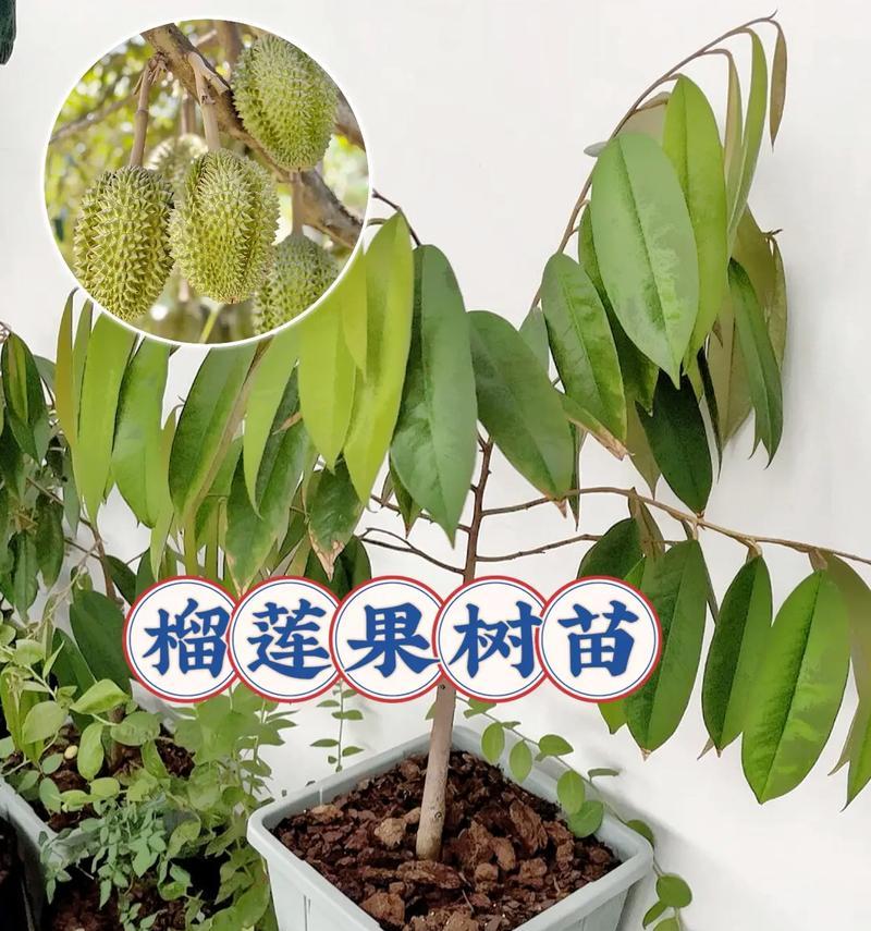 榴莲开花结果的奥秘（探究榴莲的开花结果周期，让你了解榴莲成长的秘密）