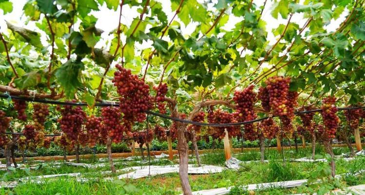 葡萄种植指南（最佳时间、种植要点与注意事项）