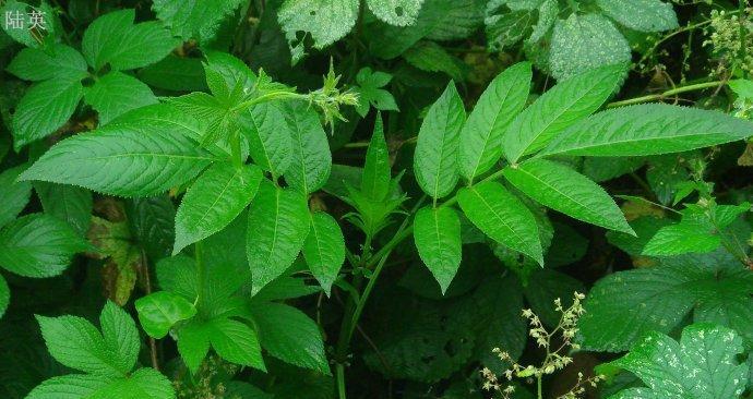 探究鬼针草的植物分类（这是一种被子植物吗？鬼针草的特点与分类）