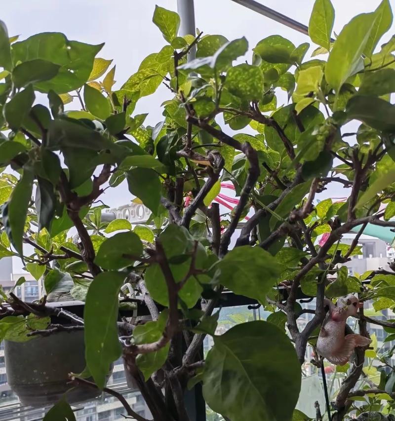 三角梅的成长之路（从种子到开花，全面了解三角梅的生长过程）