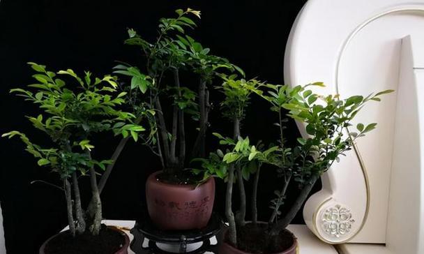 小叶紫檀的配土方法及种植土壤（打造适宜小叶紫檀生长的土壤体系）