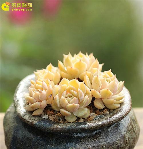 快速掌握昂斯洛多肉的家庭养殖方法（养育昂斯洛多肉的诀窍与技巧）