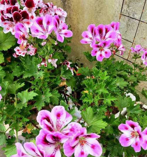 探秘蝴蝶梅的开花规律（一年几次花？花期长短？如何护理？）