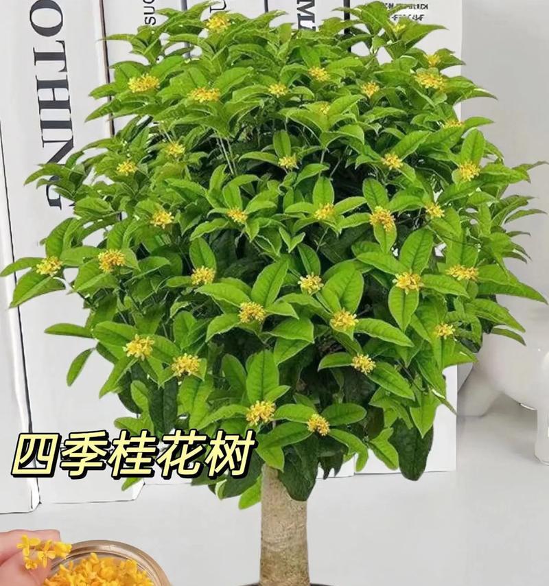 四季桂花的养殖方法和养护要点（让你轻松拥有香气四溢的四季桂花）