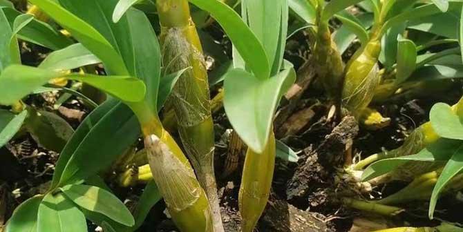 石斛喜水植物的生态特征（深入解析石斛喜水的适应性和生长繁殖）