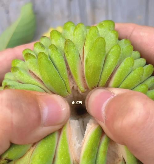 释迦果的季节成熟及上市时间：一年两季的释迦上市时节