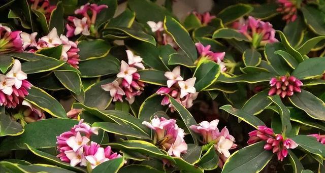 端香花的养殖技巧（从选种到繁殖，让端香花不再难养）