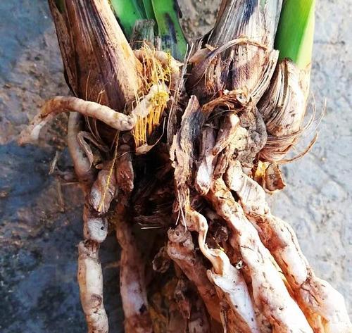 兰花的最佳栽培土及配方（掌握比例，兰花无忧栽培）