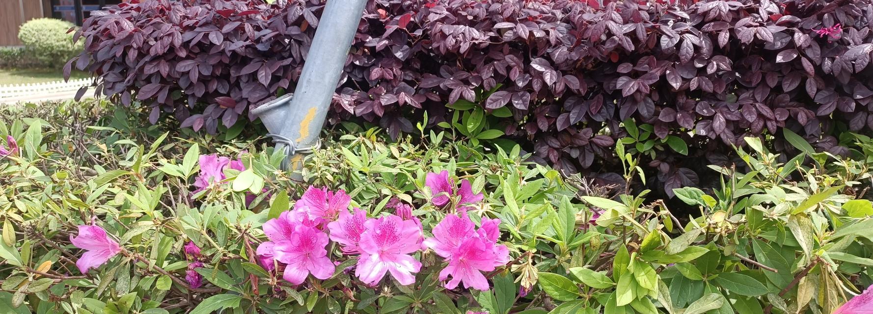 如何正确修剪杜鹃花（保持杜鹃花的健康生长与美丽花形）