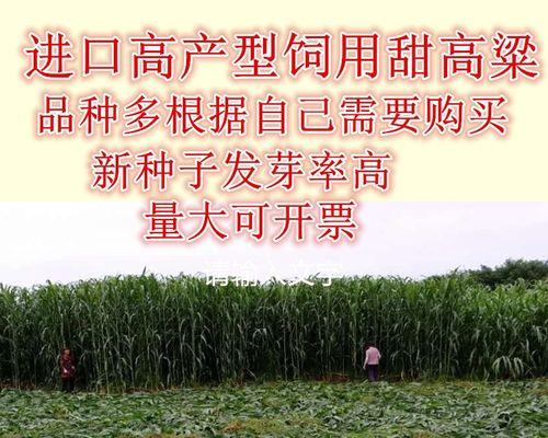 高粱种子——如何选择最好的品种？（挑选高粱种子的关键、高产品种推荐、生长环境需求等全面解读）