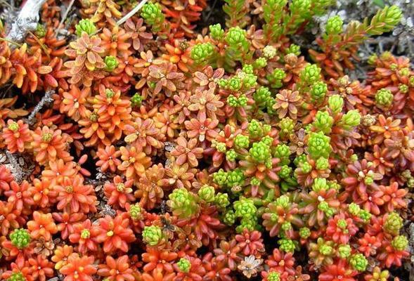 四季浇水知多少——虹之玉的养护技巧（春夏秋冬浇水有讲究，掌握这些技巧让虹之玉更健康）