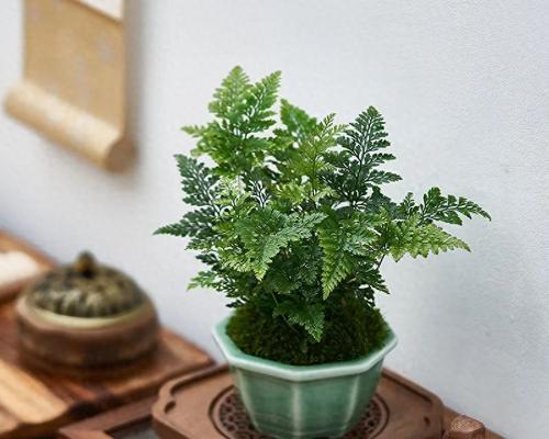 狼尾蕨的养殖与注意事项（营造适宜的生长环境让狼尾蕨茁壮成长）