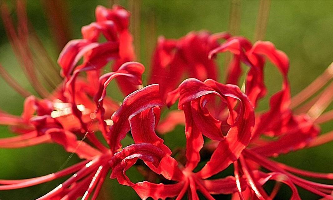 白彼岸花的寓意与象征（从寓意到象征，解读白彼岸花的意义）