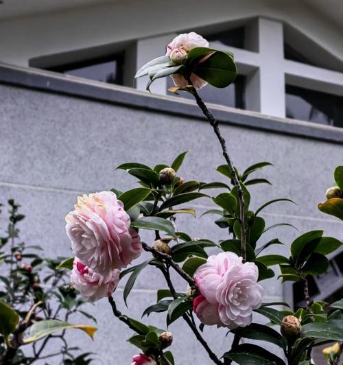 山茶花春天绽放（探秘山茶花的美丽传说）