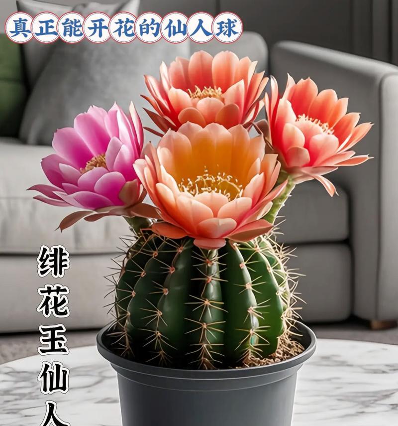 仙人球的盆栽方法（打造健康美丽的仙人球植株，选择正确的盆栽非常重要）