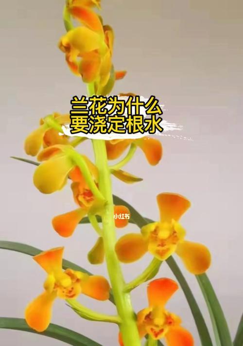 墨兰花的浇水技巧（正确的浇水频率和方法）
