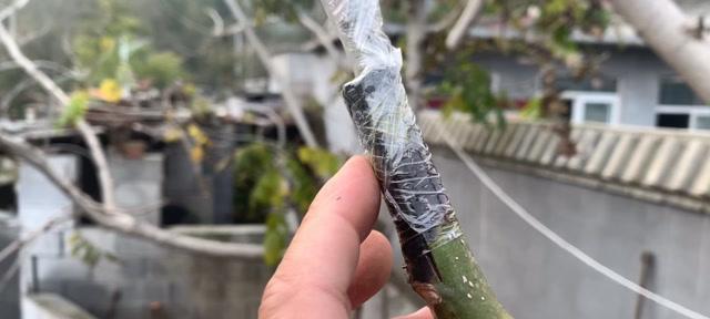 核桃树开花时是否需要浇水？