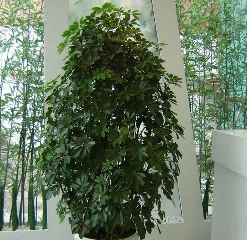 探究鸭脚木的草木属性（从树形、生长环境和特性三个角度来解析）