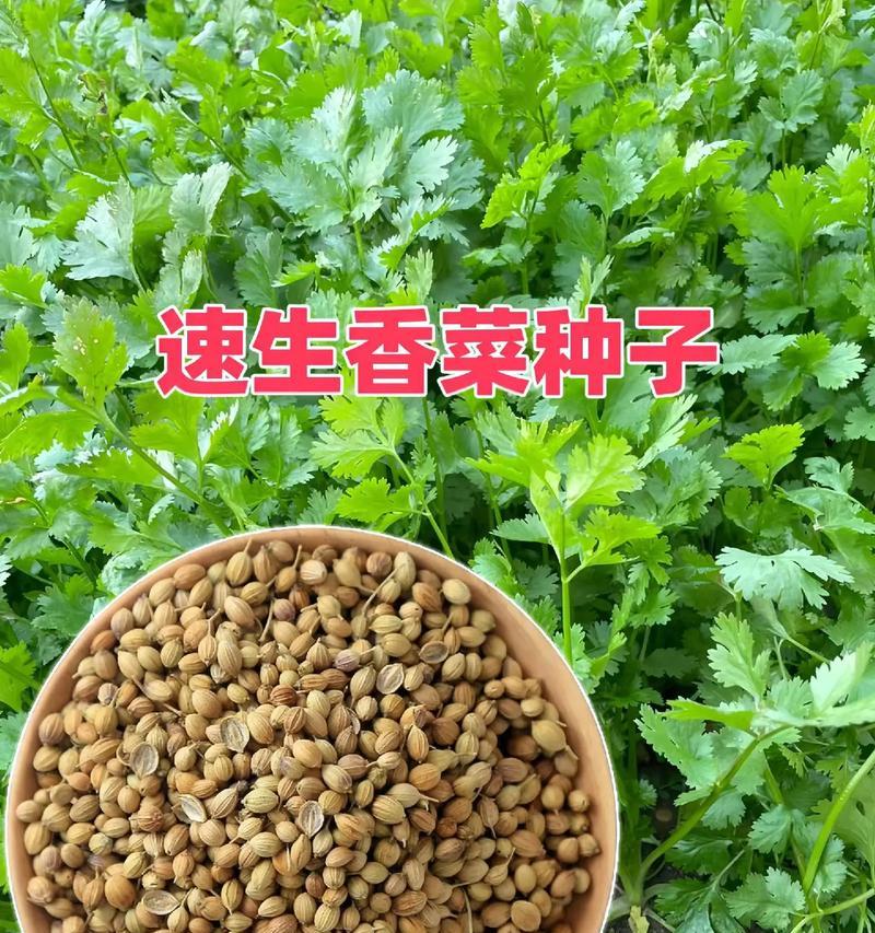 香菜种子的收集与保存（详细介绍如何留下你自己的香菜种子）