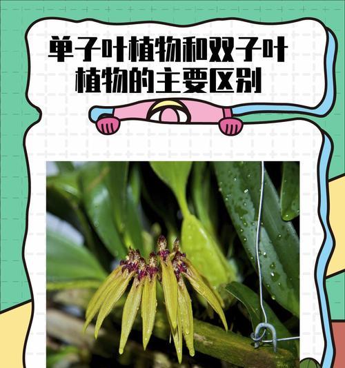豌豆的分类与生态习性（探究豌豆是否为单子叶植物及其生长环境分析）