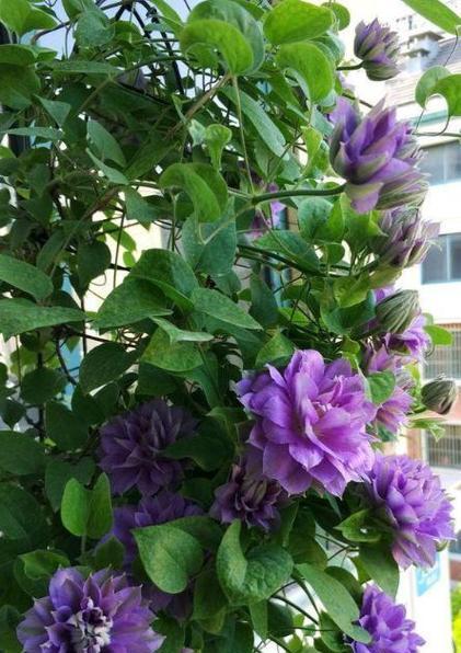 蓝莲花的花期时间（盛夏的美丽之花）