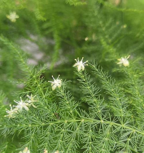 文竹开花时间及寓意解析（了解文竹的开花特征与象征含义）