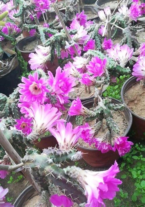 探秘神奇的叶仙植物（从外形到功效，一一揭秘叶仙的神秘面纱）