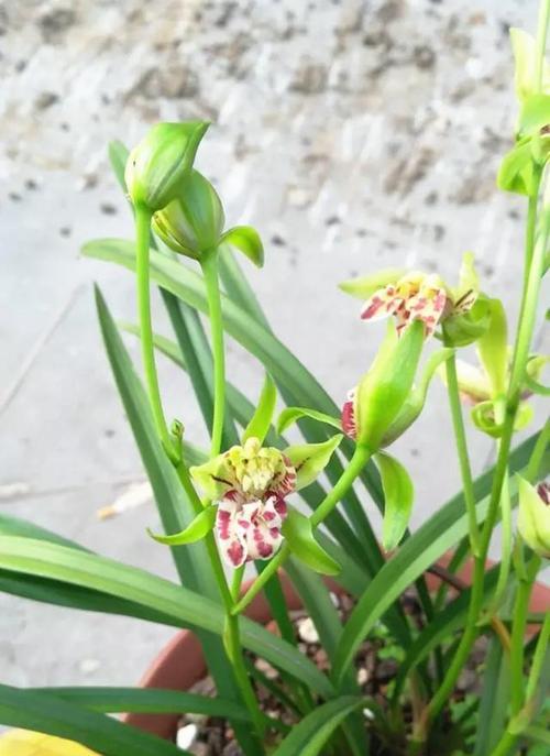 兰花草开花的时候（了解兰花草开花的窍门）