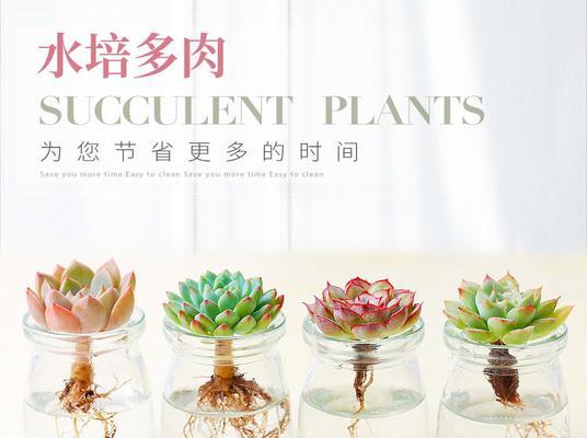 多肉可以水养吗？（探究多肉植物用水养护的优劣）
