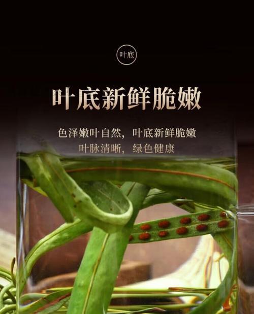 肾精草和石韦的区别（探究两种植物的功效与应用）