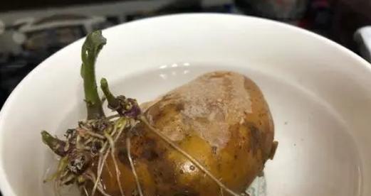 土豆发芽的原因及防治方法（探究土豆发芽的过程与机理，了解如何避免土豆发芽）