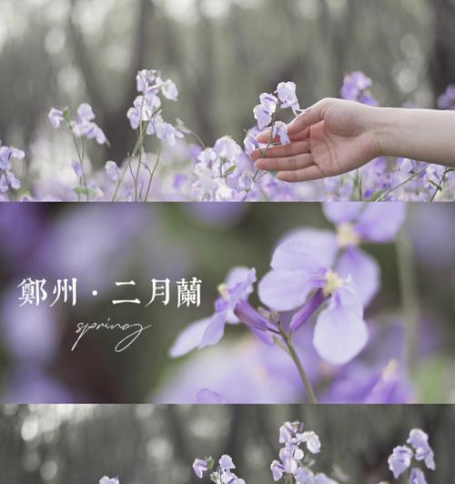 二月兰盛开时节（二月兰开花时间和花期）