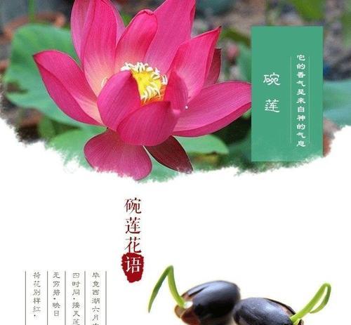如何催开碗莲？从催花时间到方法全面解析（掌握15个技巧，让你的碗莲妆点庭院）