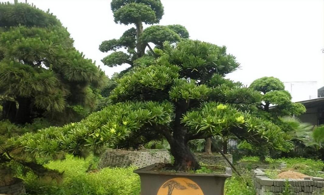 罗汉松剪枝插活能否成功？（探究罗汉松剪枝插条生长的可能性）